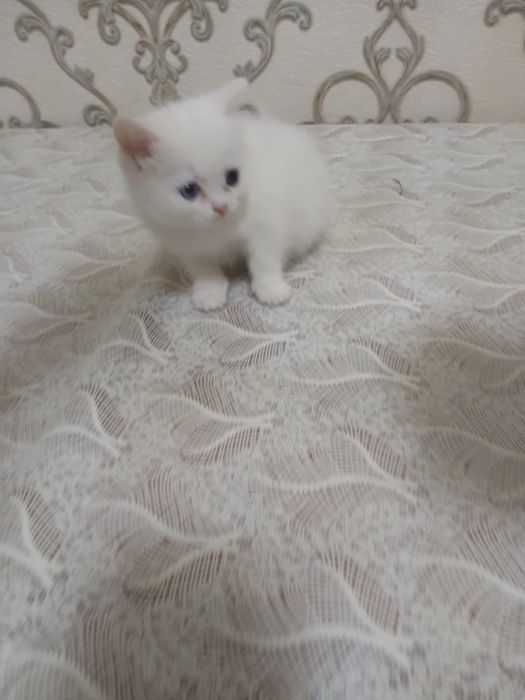 Продам пародистых катят скотиш страйд и фолд