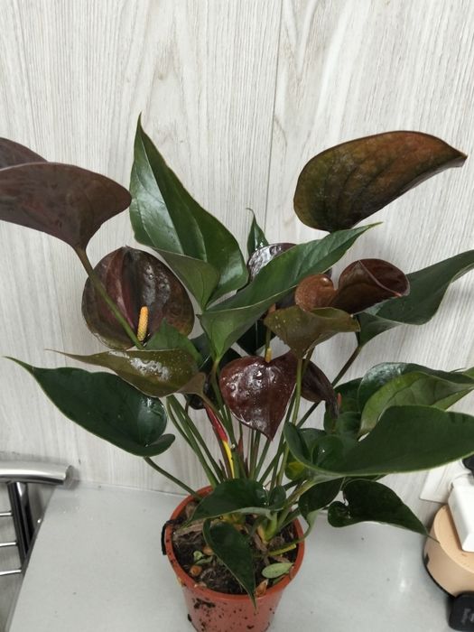 Продам сортовые  антуриум (мужское счастье)