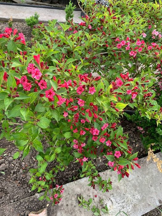 Вигела светы красный и розовый