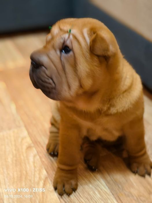 Очаровательный щенок шарпея.