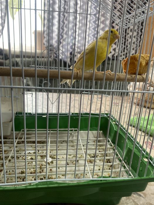 продаются канарейка самец поющий