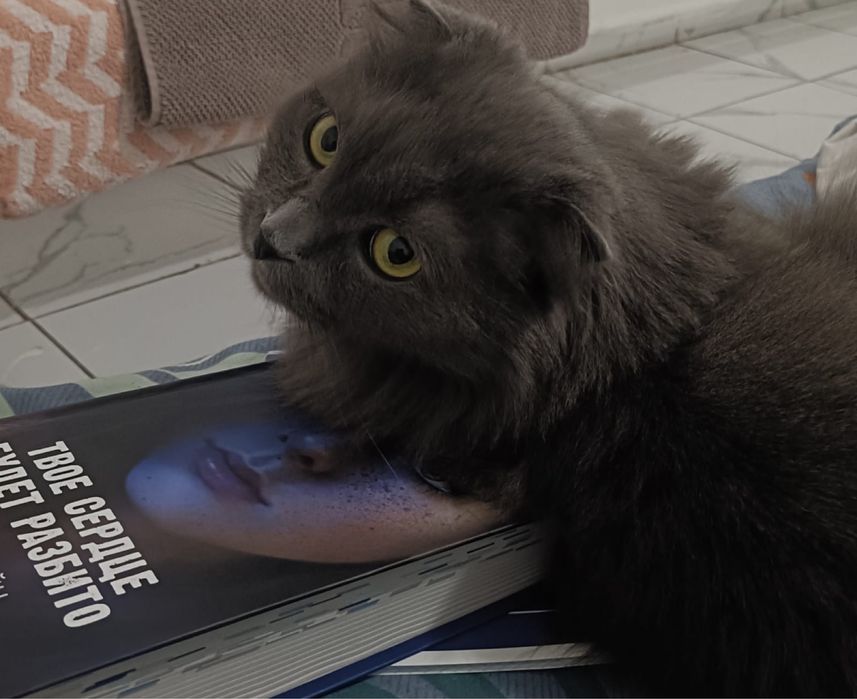 Кот 6 лет всех имушество