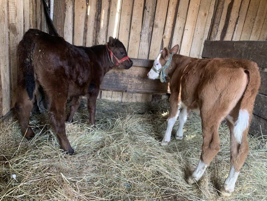 Doua vitele de doua luni