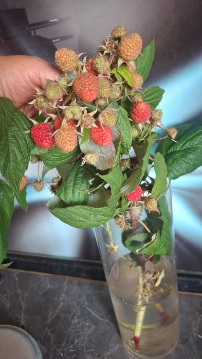 Малина Полька ремонтантная