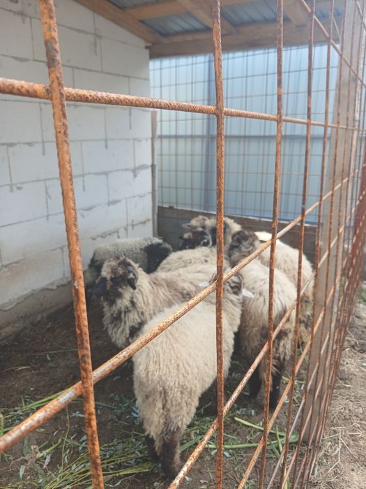 Vand 7 miei de anul asta