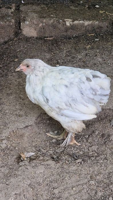 Familii Brahma, pui si rate schimb cu gaste sau bibilici