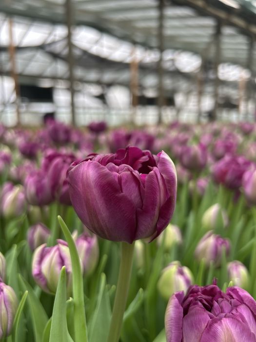 Тюльпаны оптом Алматы