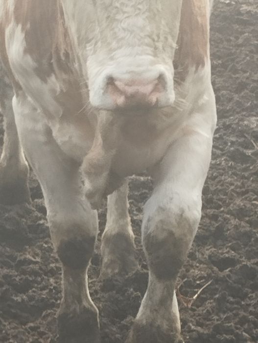 Продаю быков,возраст 2 и 3