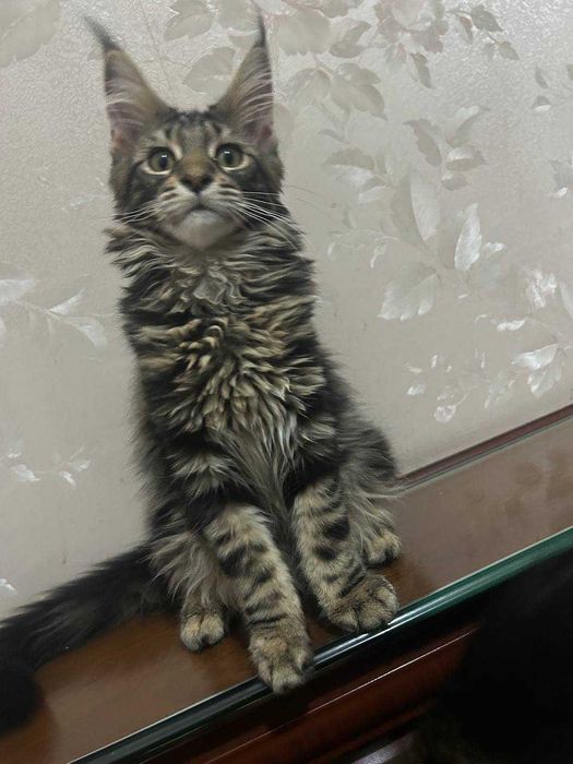 Продается кошка Мейн-кун