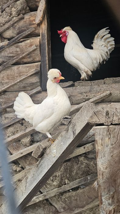 Ouă incubat găini pitice