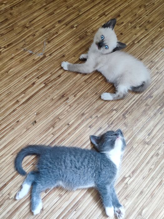 Отдам котят в добрые руки