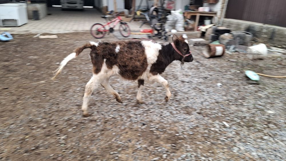 Бұзау  сатылады бұзау