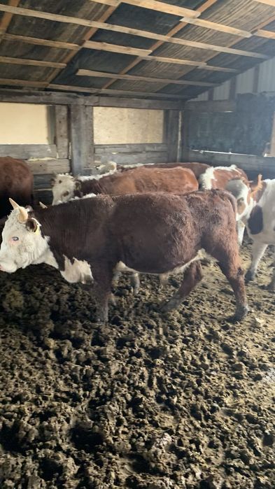 Продам Бычков с откорма 40 голов