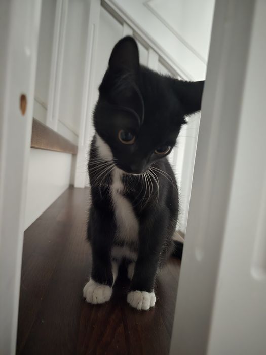 Котёнок 2,5 месяца. Чистый .