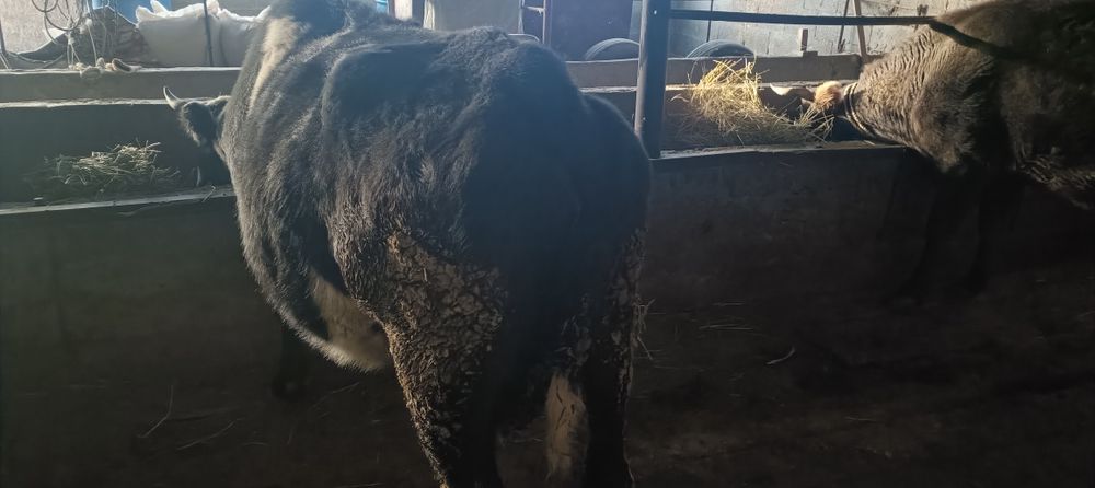 сиырлар сатылады