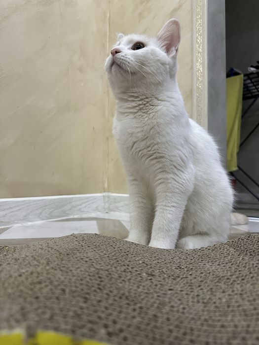 Отдам Котика бесплатно