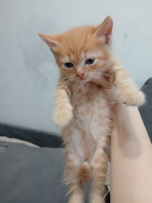 Отдам котёнка в добрые руки