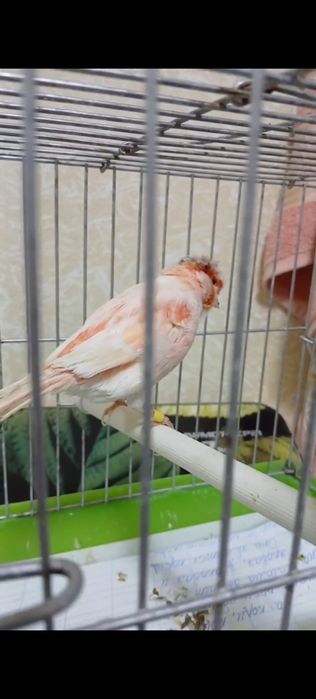 Мазайка нар 7 ойлик 450 минг