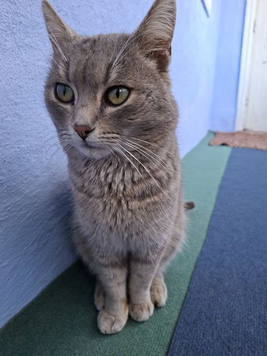 Pisica pentru adopție