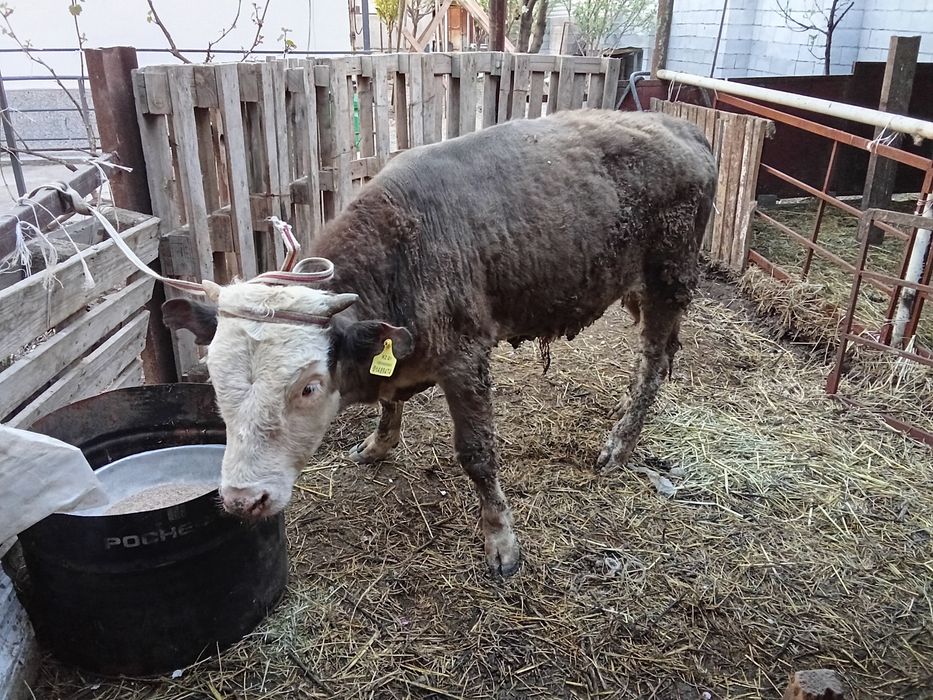 Бычок годовалый.