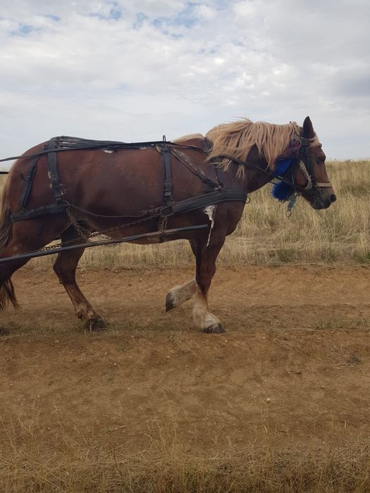De vânzare iapa 10 ani