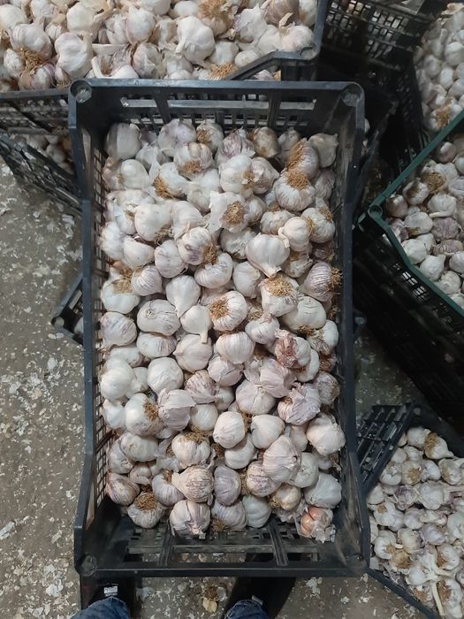 Vand usturoi spaniol si românesc!!!