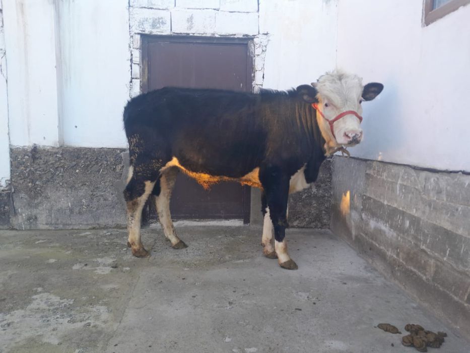 Семіз бұқа сатылады