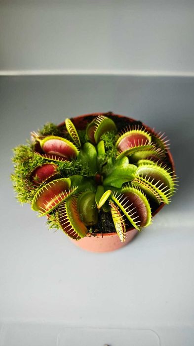 Мухоловка - Хищни - Насекомоядни растения