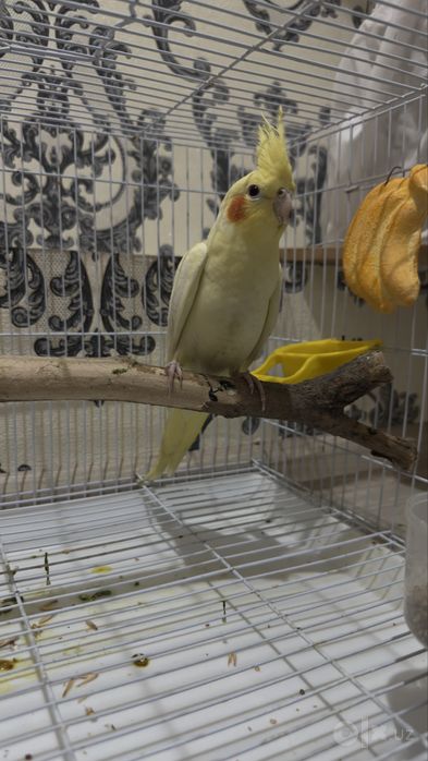 karello (ruchnoy)
