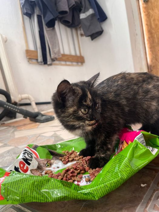 кошки в добрые руки