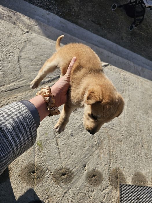 Ченок мальчик собачка