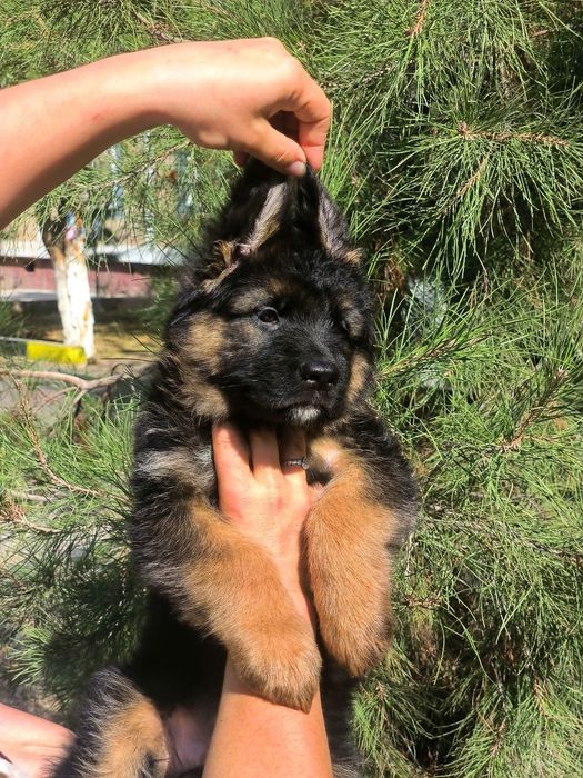 Немецкая овчарка.