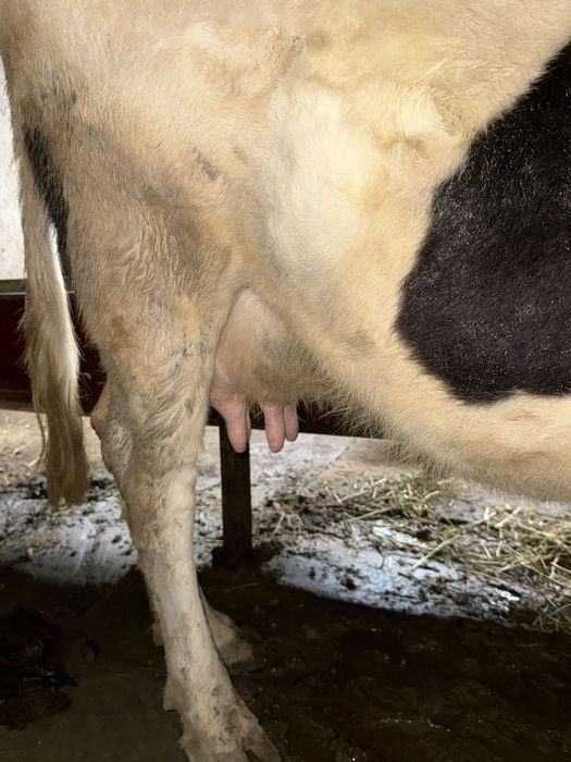 Mol sotiladi ona bacha