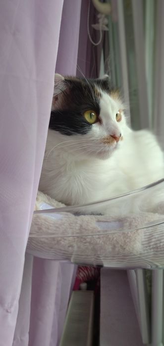 Животни/ шотландска