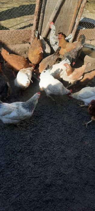 Тауықтар адлер кушин