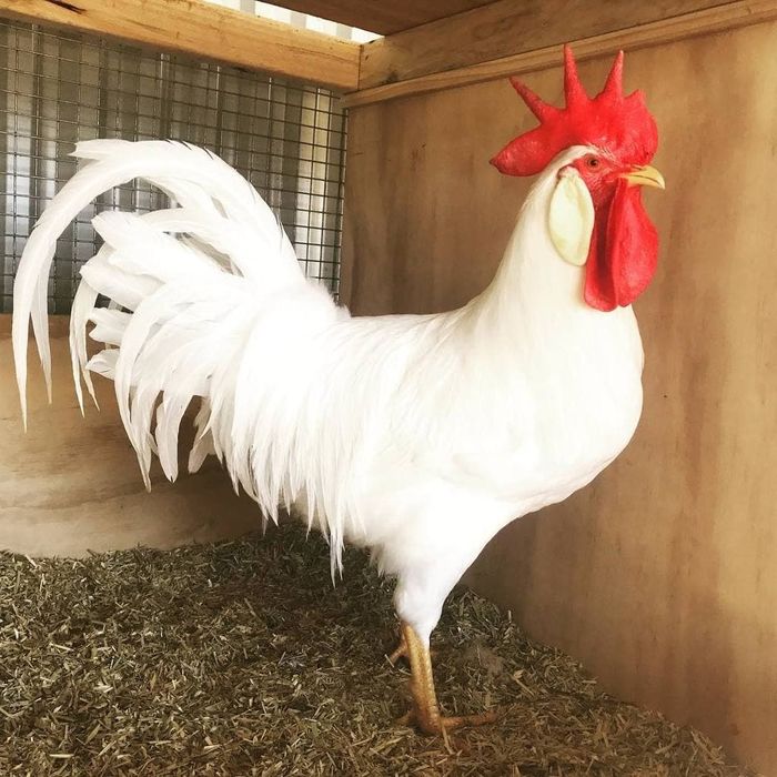 Леггорон жожалари