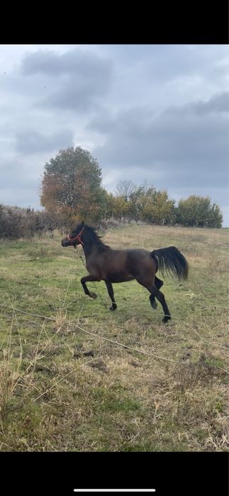 Vând sau schimb cal