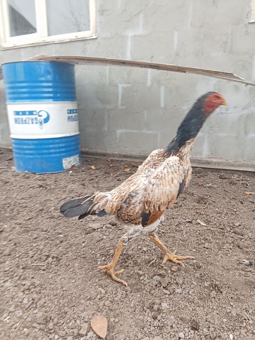 Курица даканка куры