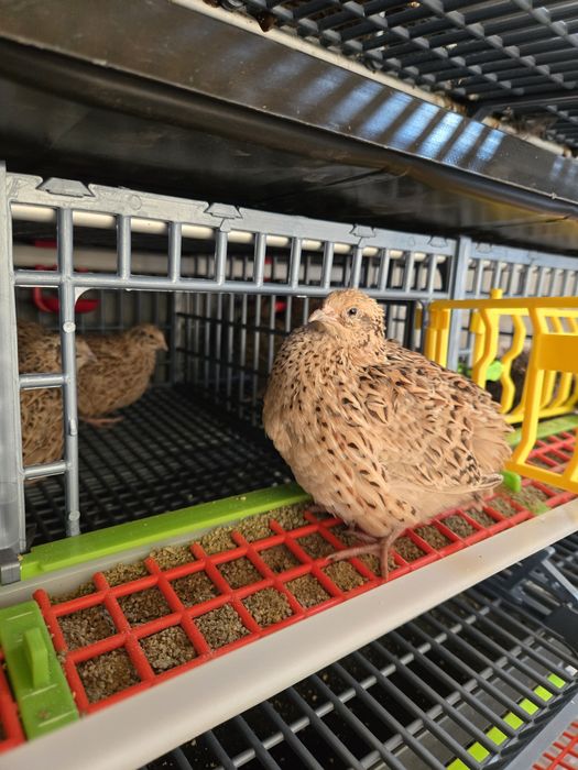 Пъдпъдъци/ Пъдпъдъчи яйца