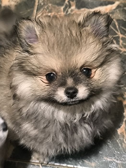 Померан мини момиче