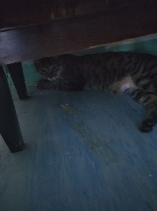 Отдам котят даром