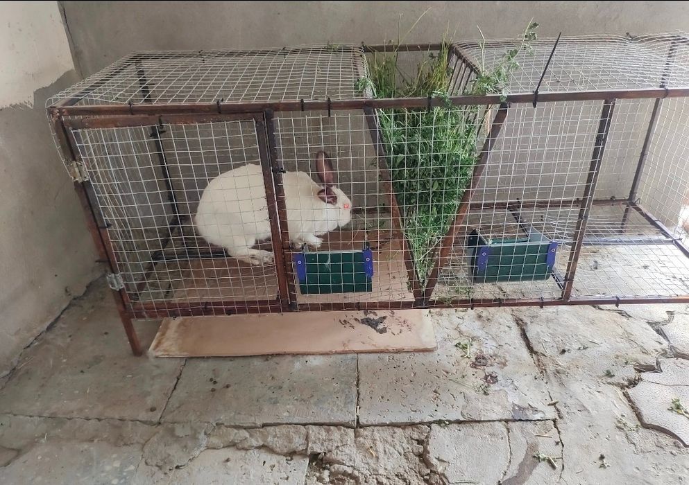 Чистокровный Калифорния 4 шт вместе 2- клетками.