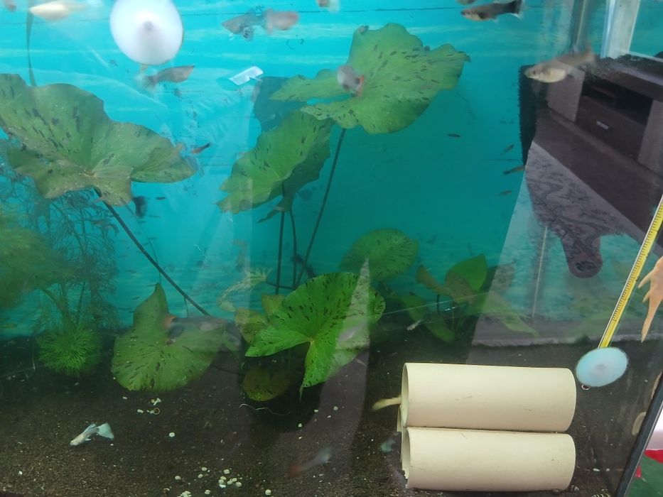 Аквариум большой