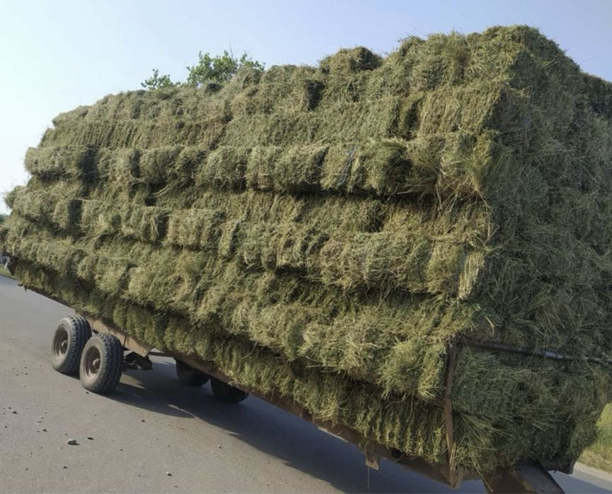 Vand baloti trifoi anul 2025