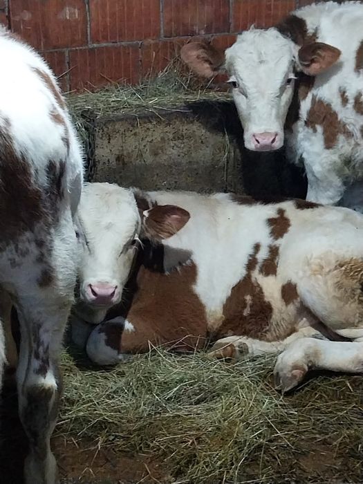 Vând 4 vitei de 5 luni
