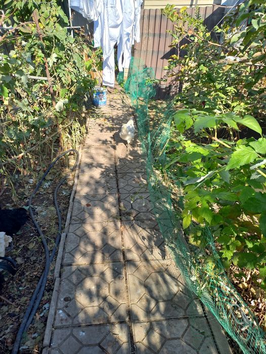 Продам сетку для ограждения