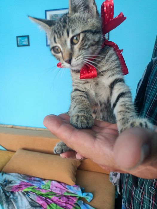 Motănel pentru adopție responsabilă