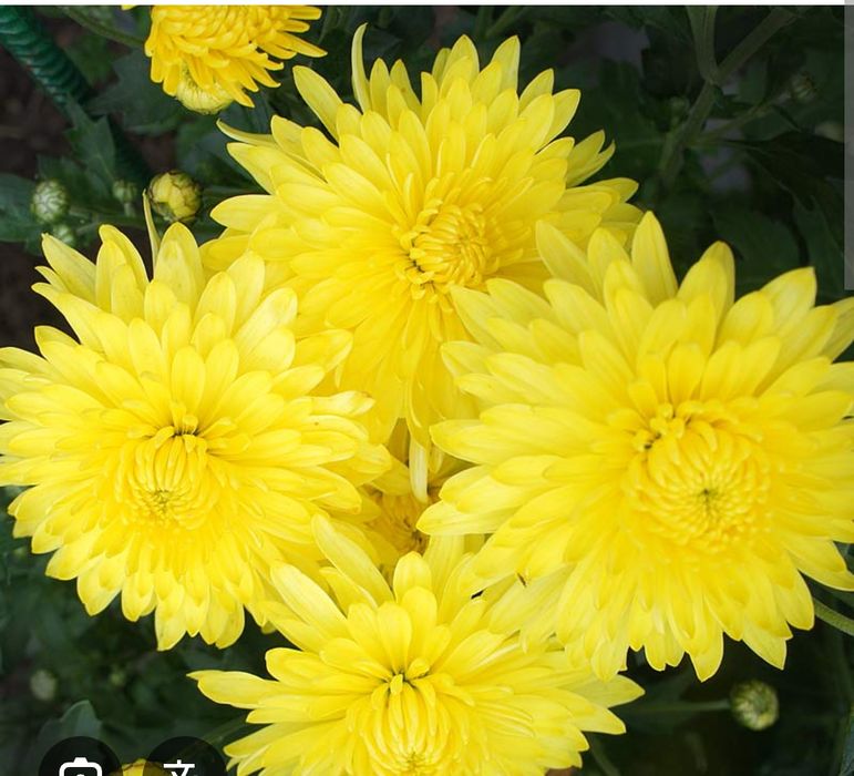 Хрезантема лимоннная