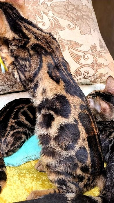 Золотые Девчушки : БЕНГАЛЬСКИЕ