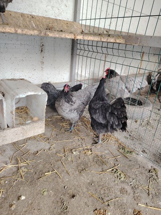 Vând găini Australorp albastru și negru